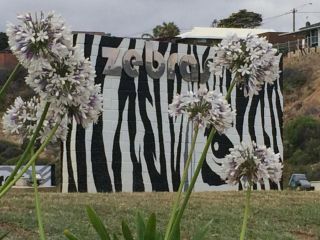 Zebras Guesthouse Guest house, Geraldton - 2