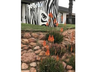 Zebras Guesthouse Guest house, Geraldton - 4